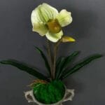 Orchidée: élégance Naturelle Pour Votre Intérieur - Vert