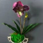 Orchidée: élégance Naturelle Pour Votre Intérieur - Violet