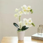 Orchidée Papillon: élégance Et Beauté Florale - Blanc