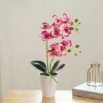Orchidée Papillon: élégance Et Beauté Florale - Rose - Rose Clair