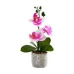 Orchidée Phalaenopsis - élégance Et Beauté Pour Votre Intérieur - Violet Et Blanc