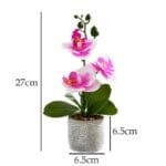 Orchidée Phalaenopsis - élégance Et Beauté Pour Votre Intérieur