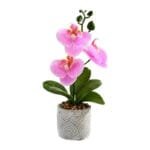 Orchidée Phalaenopsis - élégance Et Beauté Pour Votre Intérieur - Rose