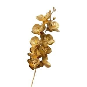 Orchidée Phalaenopsis élégante Et Raffinée