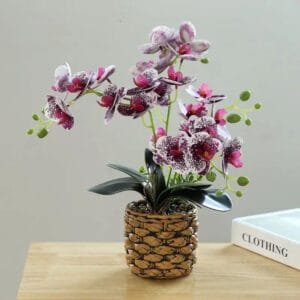 Orchidées: Beauté Et élégance Pour Votre Intérieur - Pourpre Foncé - Blanc