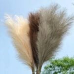 Pampa Artificielle Pour Une Décoration élégante Et Naturelle