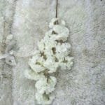 Parfum Fleurs De Cerisier - éveillez Vos Sens - Blanc