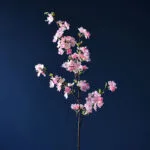 Parfum Fleurs De Cerisier - éveillez Vos Sens - Rose