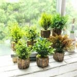 Petite Fausse Plante Décorative Pour Intérieur