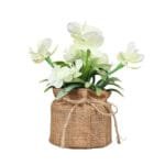 Petite Plante En Pot Avec Magnifiques Petites Fleurs - Blanc