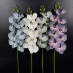 Phalaenopsis Grosse Fleur - éblouissante Orchidée En Pot