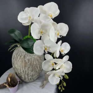 Phalaenopsis Grosse Fleur - éblouissante Orchidée En Pot - Blanc