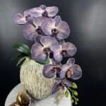 Phalaenopsis Grosse Fleur - éblouissante Orchidée En Pot - Violet