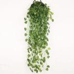Plante De Lierre Pour Décoration Intérieure Et Extérieure