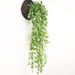 Plante De Lierre Pour Décoration Intérieure Et Extérieure