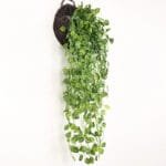 Plante De Lierre Pour Décoration Intérieure Et Extérieure