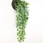 Plante De Lierre Pour Décoration Intérieure Et Extérieure