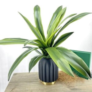 Plante D’intérieur Dracaena élégante Et Facile D’entretien