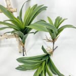 Plante D’intérieur Dracaena élégante Et Facile D’entretien