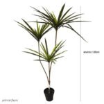 Plante D’intérieur Dracaena Marginata - élégance Et Facilité D’entretien - 3 Branches /feuilles Vertes