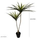 Plante D’intérieur Dracaena Marginata - élégance Et Facilité D’entretien - 2 Branches / Feuilles Vertes