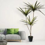 Plante D’intérieur Dracaena Marginata - élégance Et Facilité D’entretien