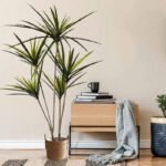 Plante D’intérieur Dracaena Marginata - élégance Et Facilité D’entretien