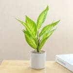 Plante Fausse En Pot Pour Une Décoration Intérieure élégante