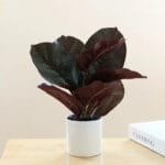 Plante Fausse En Pot Pour Une Décoration Intérieure élégante - f