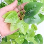 Plantes Retombantes Artificielles Pour Votre Décoration Intérieur