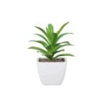 Plantes Succulentes Pour Une Touche De Verdure élégante - g