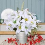 Poinsettia: Plante Festive Et Décorative Pour Votre Intérieur