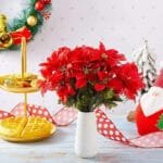 Poinsettia: Plante Festive Et Décorative Pour Votre Intérieur