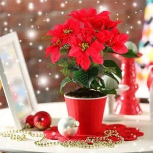 Poinsettia: Plante Festive Et Décorative Pour Votre Intérieur