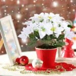 Poinsettia: Plante Festive Et Décorative Pour Votre Intérieur