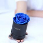Rose éternelle : La Beauté éternelle à Votre Portée