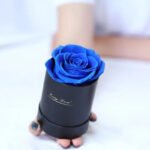 Rose éternelle: La Beauté éternelle à Votre Portée - Bleu - Boîte Noire