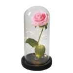 Rose éternelle : Une Fleur à La Beauté Intemporelle