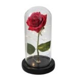 Rose éternelle : Une Fleur à La Beauté Intemporelle