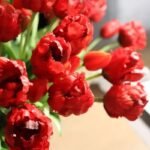 tulipes perroquet beaute eclatante pour votre jardins 636 1