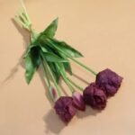 tulipes perroquet beaute eclatante pour votre jardins bordeaux 748 1