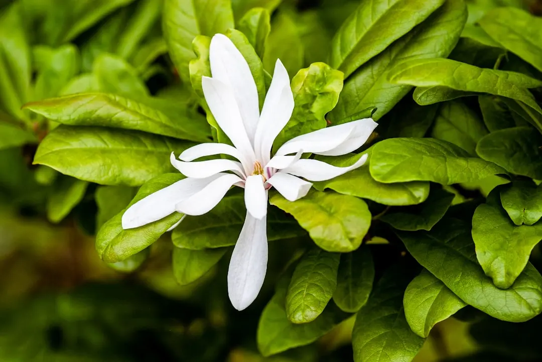 quand planter des hortensias