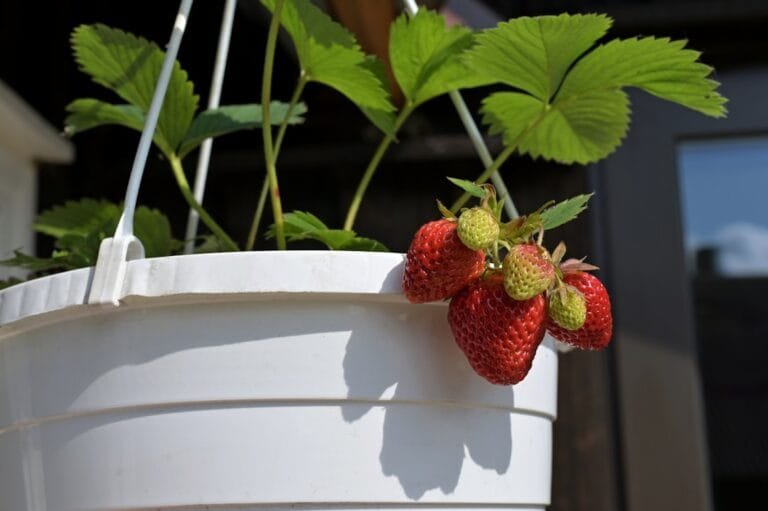 quand planter fraises