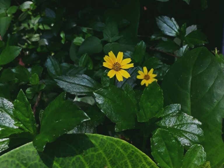 quand planter les haricots verts