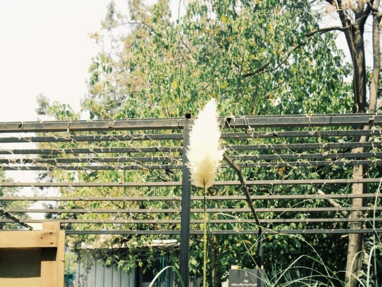 quand planter les ails